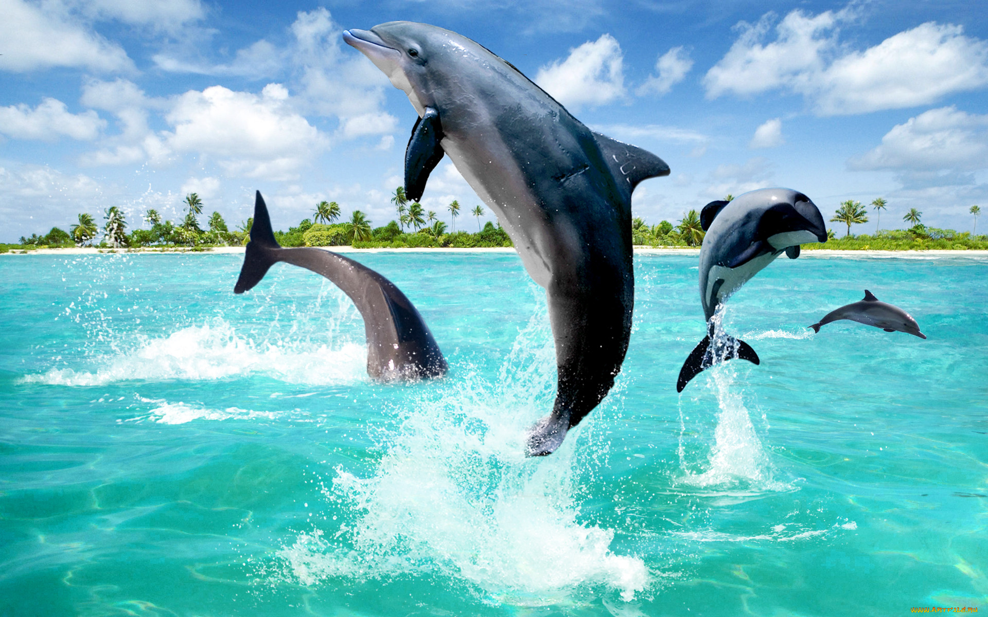 Дельфины живут в море. Дельфины. Дельфины в море. Обои дельфины. Дельфин в море.